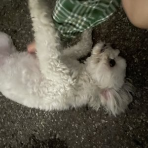 강아지 주인을 찾습니다 믹스견 인천광역시 미추홀구