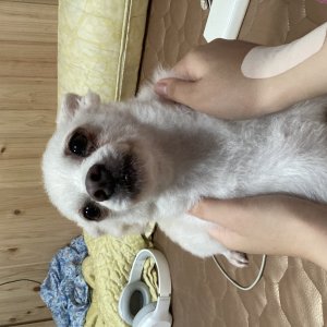 강아지를 찾습니다 기타견종 전라남도 순천시