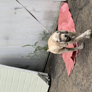 강아지 주인을 찾습니다 잉글리시코커스패니얼 인천광역시 부평구