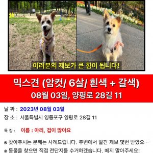 강아지를 찾습니다 기타견종 서울특별시 영등포구