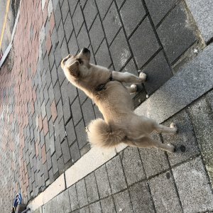 강아지 주인을 찾습니다 믹스견 전라북도 고창군