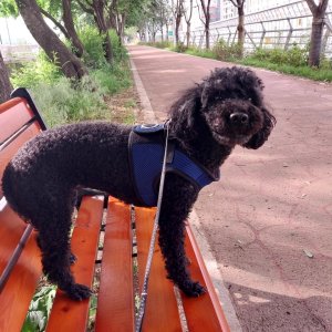 강아지를 찾습니다 푸들/스텐다드푸들 서울특별시 금천구