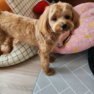 강아지를 찾습니다 푸들/토이푸들 경기도 고양시 일산동구