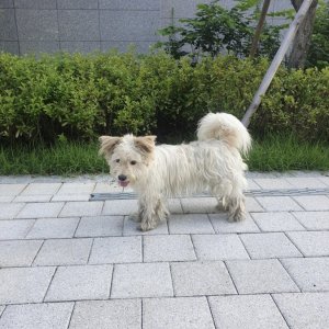 강아지 주인을 찾습니다 믹스견 경상남도 밀양시