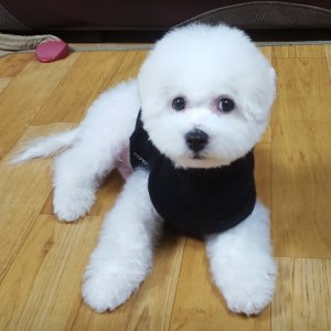 강아지를 찾습니다 비숑프리제 경상북도 고령군