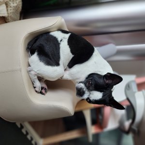 강아지를 찾습니다 보스턴테리어 서울특별시 마포구