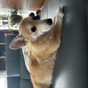 강아지를 찾습니다 웰시코기펨브로크 경기도 의정부시