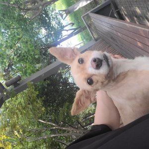 강아지를 찾습니다 믹스견 전라북도 무주군