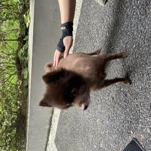 강아지 주인을 찾습니다 포메라니언 인천광역시 미추홀구