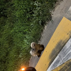 강아지 주인을 찾습니다 기타견종 경기도 파주시