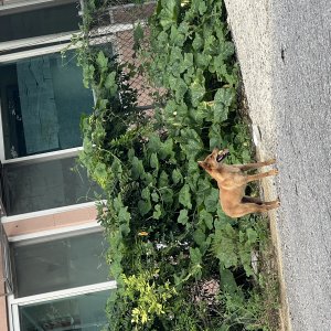 강아지 주인을 찾습니다 기타견종 충청남도 천안시 서북구