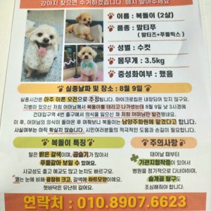 강아지를 찾습니다 믹스견 경기도 남양주시