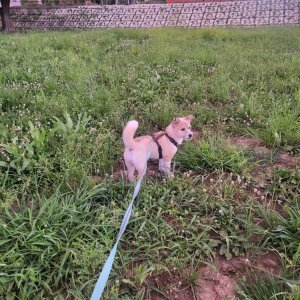강아지를 찾습니다 믹스견 서울특별시 영등포구