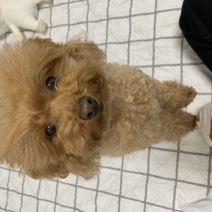 강아지를 찾습니다 푸들/미디엄푸들 제주특별자치도 제주시