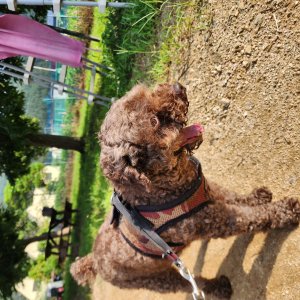 강아지 주인을 찾습니다 푸들/미디엄푸들 경기도 광주시