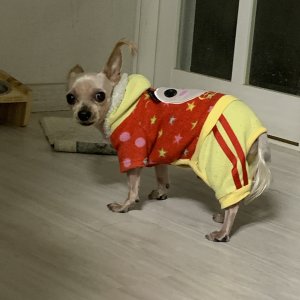 강아지를 찾습니다 요크셔테리어 인천광역시 부평구