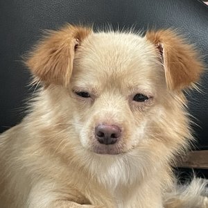 강아지를 찾습니다 기타견종 서울특별시 은평구