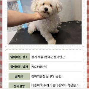 강아지를 찾습니다 비숑프리제 경기도 수원시 권선구