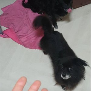 강아지를 찾습니다 믹스견 전라남도 목포시
