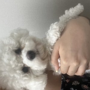 강아지를 찾습니다 비숑프리제 인천광역시 미추홀구