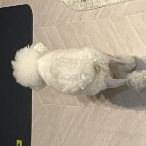 강아지를 찾습니다 비숑프리제 경기도 부천시 원미구