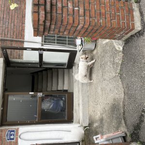 강아지 주인을 찾습니다 포메라니언 인천광역시 계양구