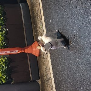 강아지 주인을 찾습니다 기타견종 전라북도 익산시