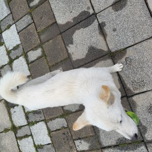 강아지 주인을 찾습니다 진돗개 경기도 화성시