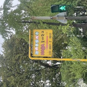 강아지 주인을 찾습니다 기타견종 전라북도 전주시 완산구