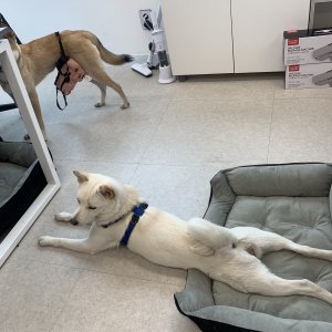 강아지를 찾습니다 진돗개 경기도 포천시