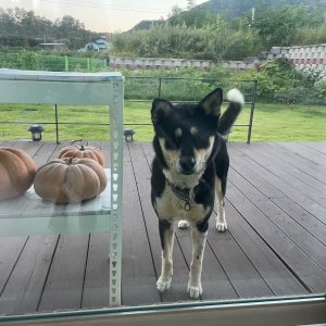 강아지를 찾습니다 믹스견 경기도 이천시