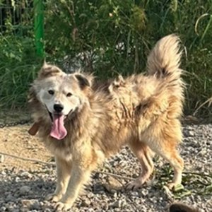 강아지를 찾습니다 기타견종 충청남도 당진시