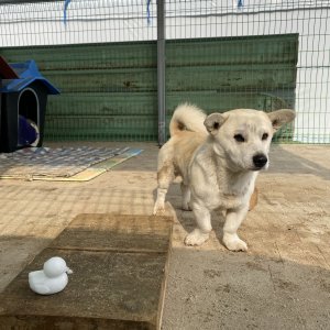 강아지를 찾습니다 믹스견 전라북도 김제시