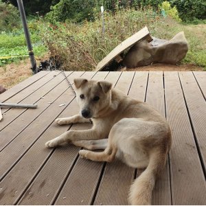 강아지를 찾습니다 믹스견 강원도 춘천시