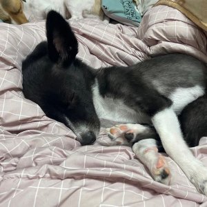 강아지를 찾습니다 믹스견 서울특별시 중랑구