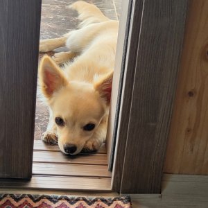 강아지를 찾습니다 믹스견 전라남도 해남군