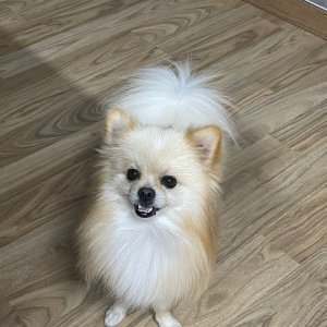 강아지를 찾습니다 포메라니언 충청남도 논산시