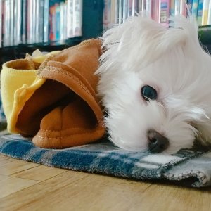 강아지를 찾습니다 말티즈 서울특별시 동대문구