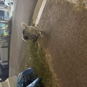 강아지 주인을 찾습니다 보더콜리 경기도 파주시