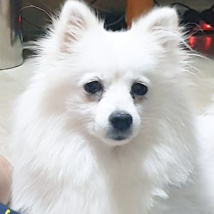 강아지를 찾습니다 포메라니언 충청남도 청양군