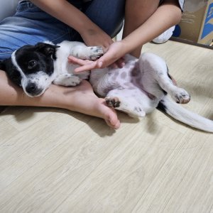 강아지를 찾습니다 기타견종 부산광역시 북구
