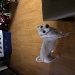 강아지를 찾습니다 비숑프리제 경상북도 영주시