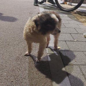 강아지 주인을 찾습니다 기타견종 부산광역시 연제구