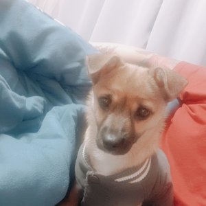 강아지를 찾습니다 믹스견 서울특별시 영등포구