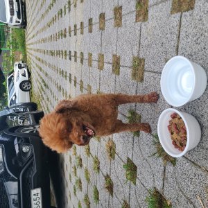 강아지 주인을 찾습니다 푸들/미니어처푸들 경기도 부천시 소사구