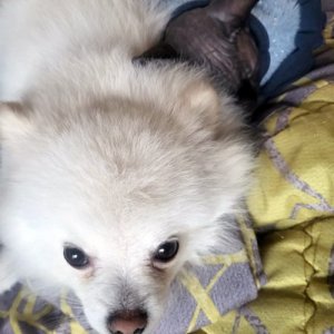강아지를 찾습니다 포메라니언 부산광역시 사하구