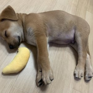 강아지 주인을 찾습니다 래브라도리트리버 경기도 화성시
