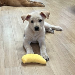 강아지 주인을 찾습니다 래브라도리트리버 경기도 화성시