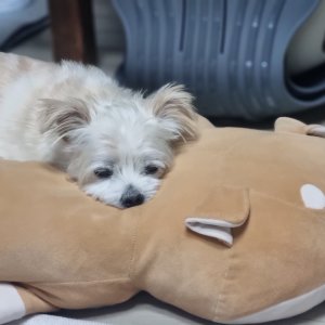 강아지를 찾습니다 말티즈 서울특별시 서초구