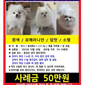 강아지를 찾습니다 포메라니언 충청북도 음성군